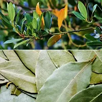 Natural Bay Leaf Plant-thumb4