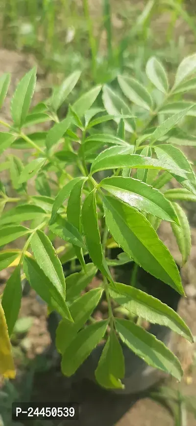 Natural Amra Plant-thumb0