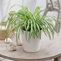 Natural Spider Plant-thumb1