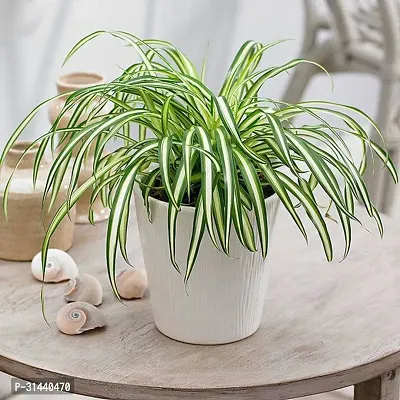 Natural Spider Plant-thumb2