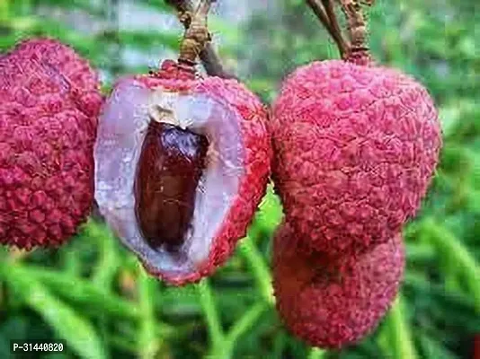 Natural Litchi Plant-thumb0