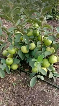 Natural Guava Plant-thumb1