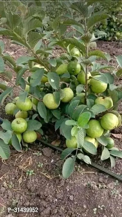 Natural Guava Plant-thumb2