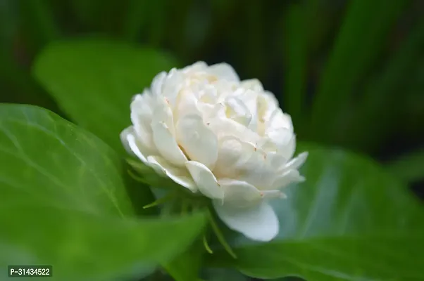 Natural Jasmine Plant-thumb2