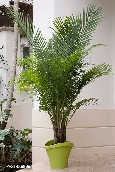 Natural China Palm Plant