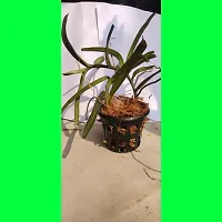 Natural Orchid Plant-thumb4