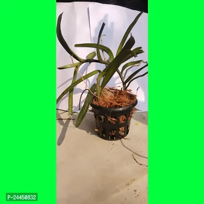 Natural Orchid Plant-thumb5
