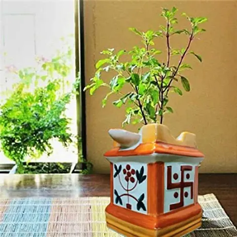 Limited Stock!! Plant & Planters 