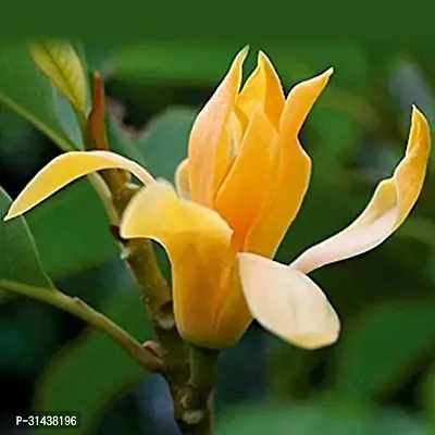 Natural Golden Champa Plant-thumb0