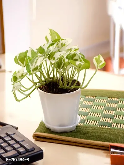 Money Plant