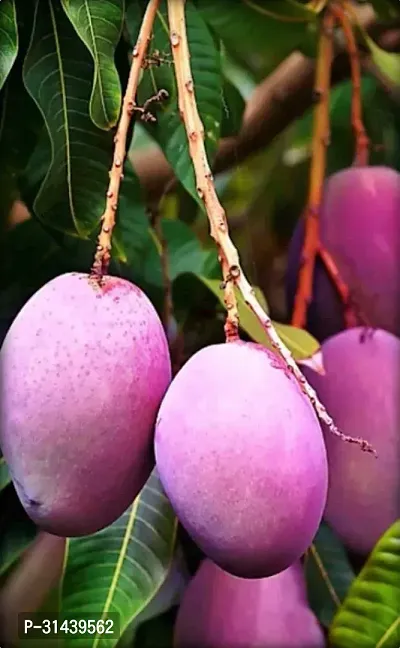 Natural Mango Plant