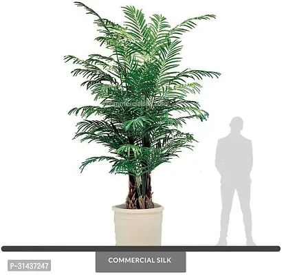 Natural Areca Plam Plant