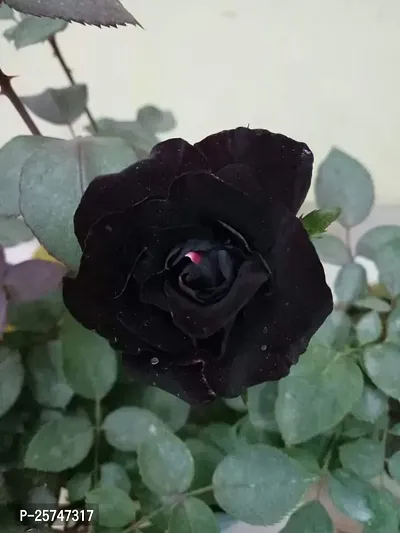 Rose Plant