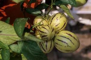 Natural Papaya Plant-thumb2