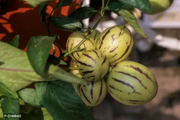 Natural Papaya Plant-thumb3