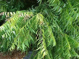 Natural Neem Plant-thumb2