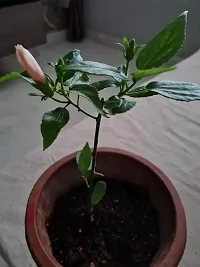 Natural Hibiscus Plant-thumb2