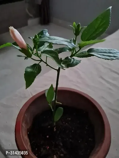 Natural Hibiscus Plant-thumb3