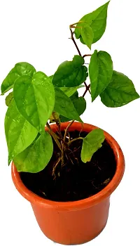 Natural Betel Leaf Plant-thumb1