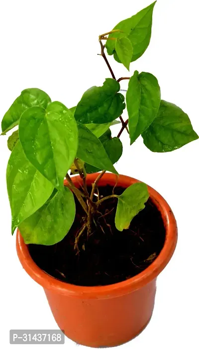 Natural Betel Leaf Plant-thumb2