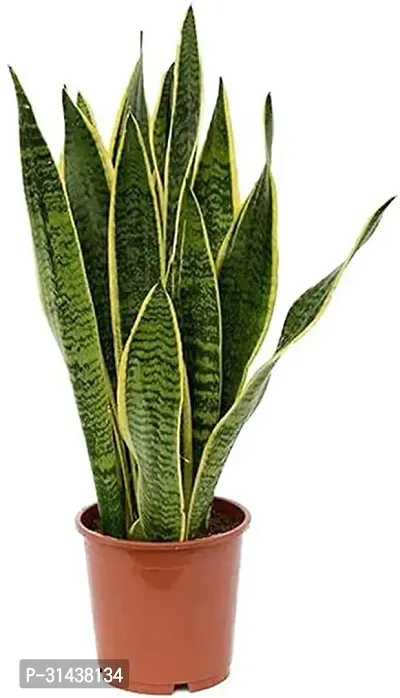 Natural Snake Plant-thumb0