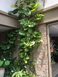 Natural Money Plant-thumb3