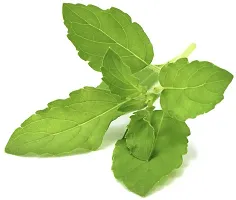 Natural Tulsi Plant-thumb2