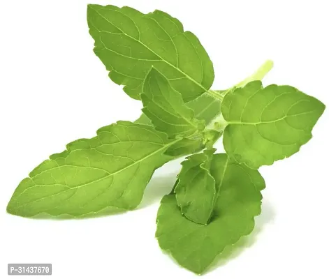 Natural Tulsi Plant-thumb3