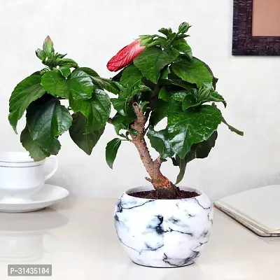 Natural Hibiscus Plant With Pot