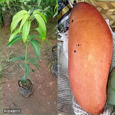 Natural Mango Plant-thumb0