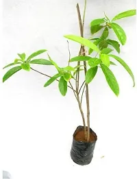 Natural Rudraksha Plant-thumb1