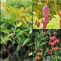 Natural Mango Plant-thumb2