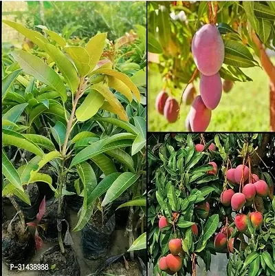 Natural Mango Plant-thumb3