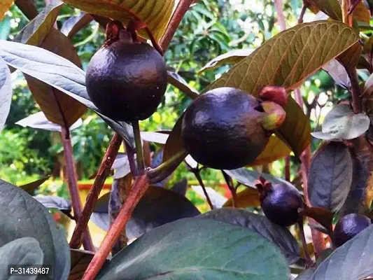 Natural Guava Plant-thumb0