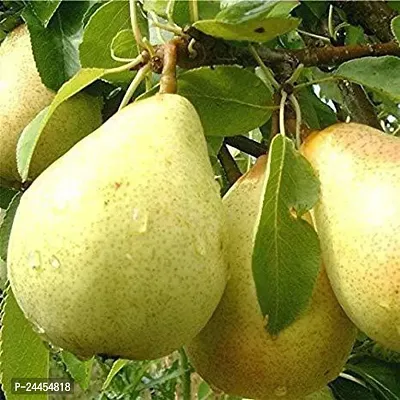 Natural Pear Plant-thumb0