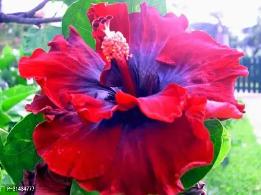 Natural Hibiscus Plant