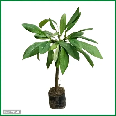 Natural Plumeria Plant-thumb3