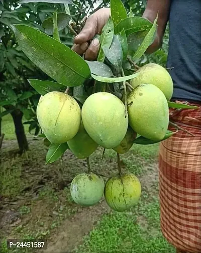 Natural Mango Plant-thumb0