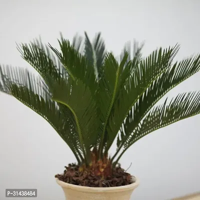 Natural Cycus Revoluta Plant-thumb0