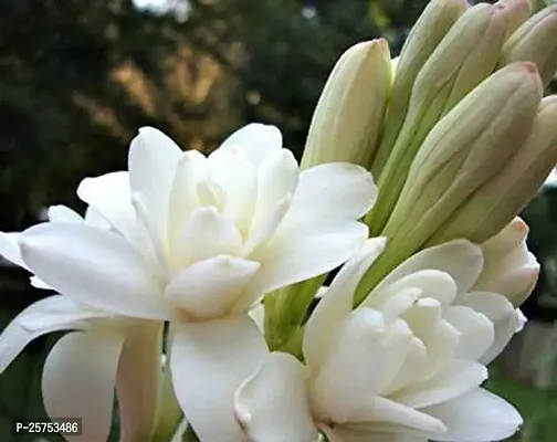 Tuberose/Rajnigandha Plant-thumb0