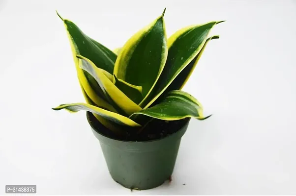 Natural Snake Plant-thumb0