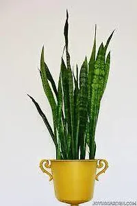 Natural Snake Plant-thumb1