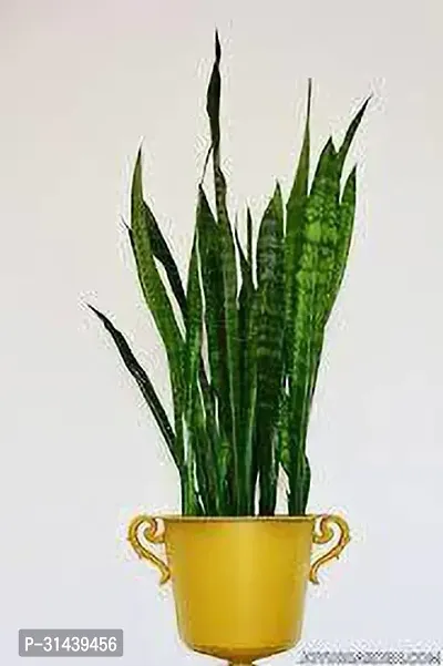 Natural Snake Plant-thumb2