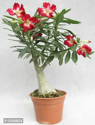 Natural Adenium Plant-thumb0