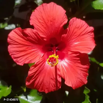 Natural Hibiscus Plant-thumb0