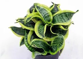 Snake Plant-thumb3