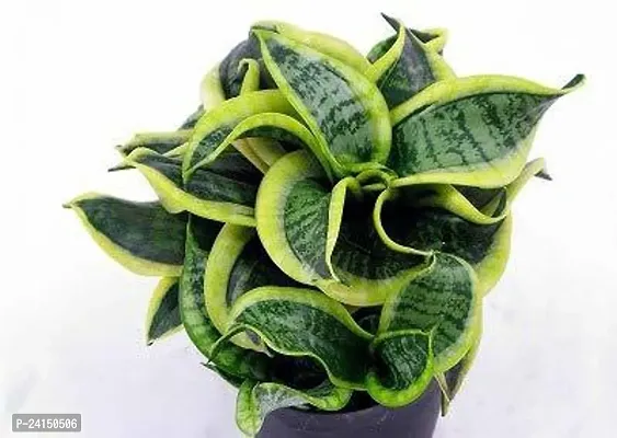 Snake Plant-thumb4