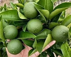 Natural Sweet Lemon Plant-thumb2