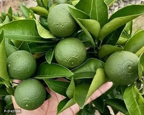 Natural Sweet Lemon Plant-thumb3