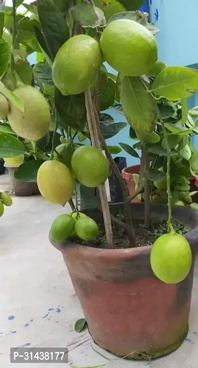 Natural Lemon Plant